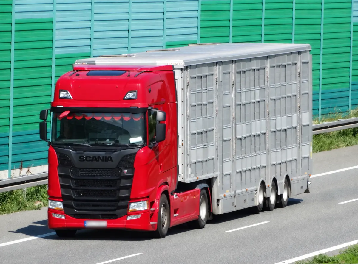 Transport żywych zwierząt